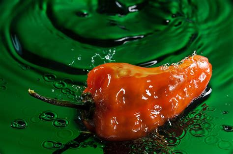 Habanero Pepper Freshsplash 2 Photograph By Steve Gadomski Fine Art