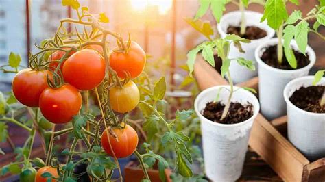 Comment Cultiver Des Tomates Sur Le Balcon Et Obtenir Une Belle R Colte