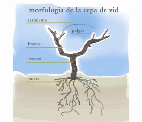 Morfologia De La Vid