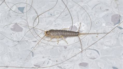 Silverfish Larvae