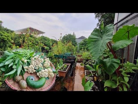 Berkebun Di Rumah Sangat Menyenangkan Ada Aja Sayuran Yg Bisa Di Petik