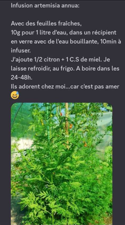 Artémisia Annua quels sont les bienfaits de cette plante aux