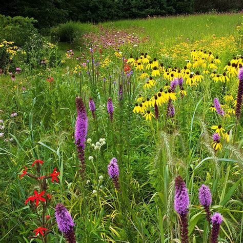 Northeast Wildflower Garden Mix Plants For Pollinators