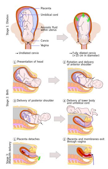 Stages Of Labor Chart