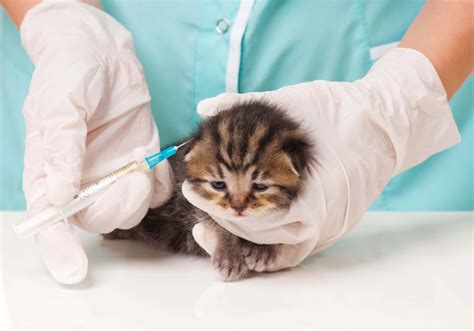 Cat and Kitten Vaccinations | Schedule & Cost in Australia