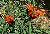 Leonotis leonurus - How to grow & care