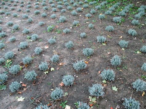 Galeria Artykuły o lawendzie sadzonki lawendy plantacja lawendy