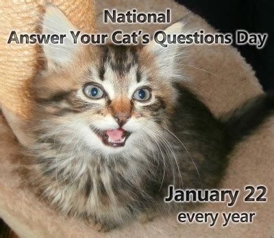 National Answer Your Cat's Questions Day - January 22 | NonStop ...