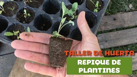 Repique De Plantines Taller De Huerta Agroecol Gica Youtube