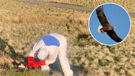 Police Investigate After Discovery Of Two Dead White Tailed Eagles In