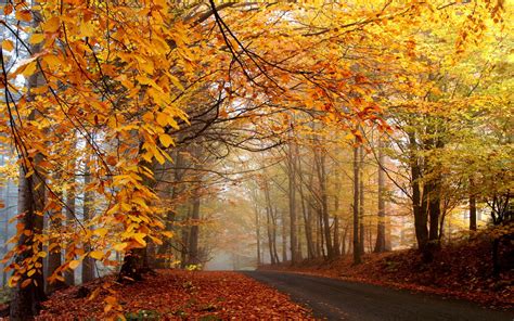 Wallpaper Sunlight Trees Forest Fall Leaves Nature Road Branch Mist Tree Autumn