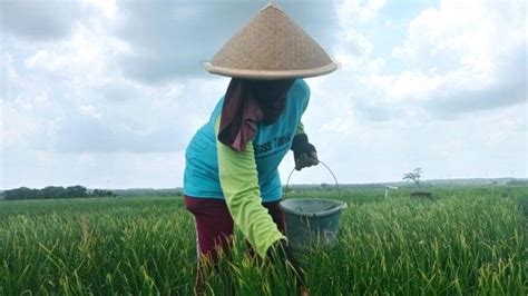 Cuaca Buruk Tanaman Bawang Merah Di Lahan Belasan Hektare Di Kulon