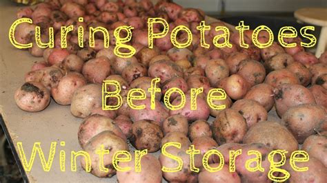 Curing Potatoes Before Winter Storage Youtube