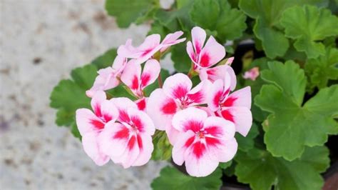 How To Grow Zonal Geraniums De Orchids