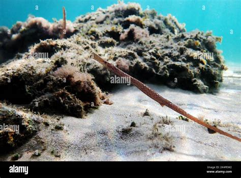 Underwater Image In To The Mediterranean Sea Of Broadnosed Pipefish