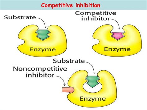 PPT Enzymes Structure Properties And Mechanisms Of Activity