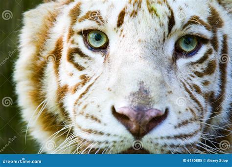 Albino Tiger In A Cage Stock Photography | CartoonDealer.com #92579018