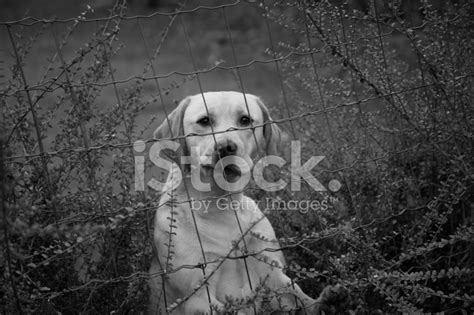 Angry Dog (In Black And White) Stock Photo | Royalty-Free | FreeImages