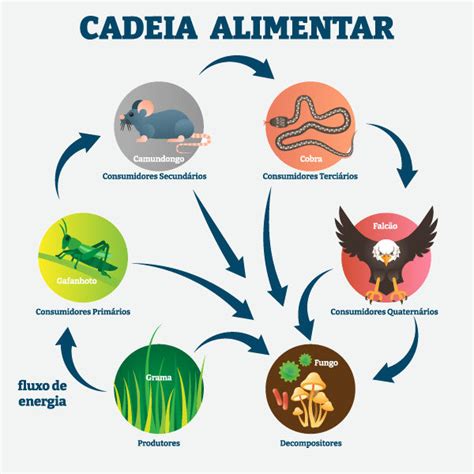 Cadeia Alimentar Do Gato - Cadeia Alimentar Do Ecossistema Do Deserto