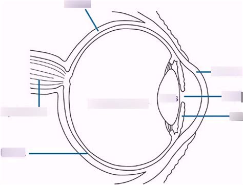 Sheep Eye Anatomy