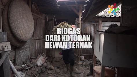 Biogas Dari Kotoran Hewan Ternak Hemat Kandang Menjadi Bersih YouTube