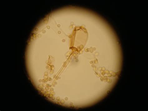 Sustainable Mycology: Mucor spp.