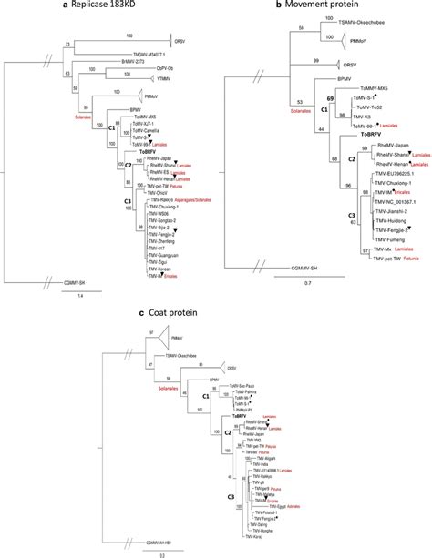 Randomized Axelerated Maximum Likelihood Raxml Trees Based On