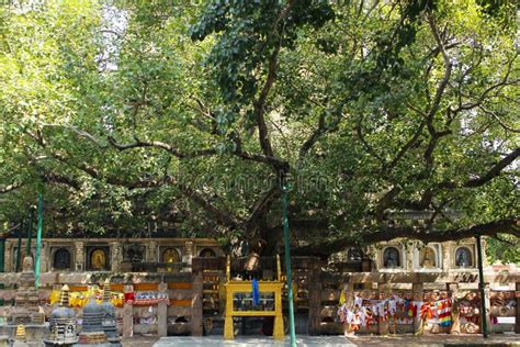 The Mahabodhi Tree in Bodhgaya. India Editorial Image - Image of religious, bodhgaya: 241435410