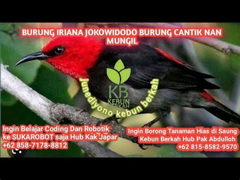 Burung Iriana Jokowidodo Burung Cantik Nan Mungil Endemik Pulau Rote Di