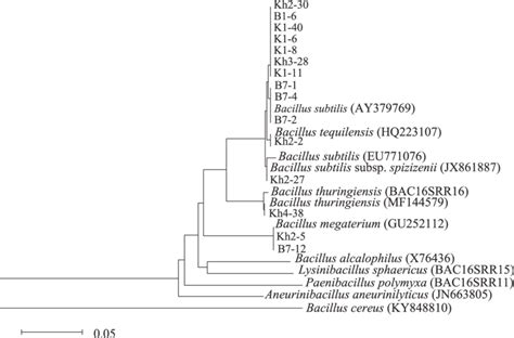 Phylogenic Tree Based On The 16S RDNA Gene Sequence Analysis Of