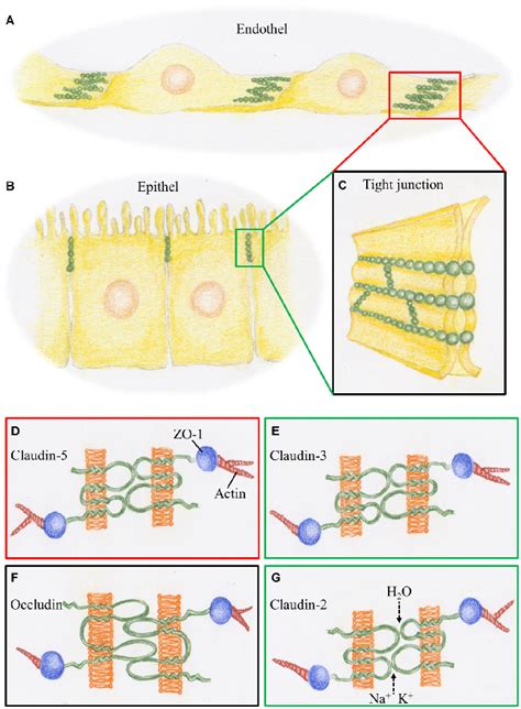 Schematic Representation Of Tight Junctions Tjs Constituting The