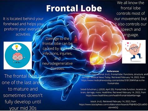 Frontal Lobe - Physiopedia