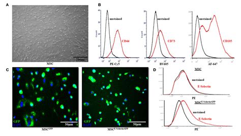 Figure From E Selectin Overexpressing Mesenchymal Stem Cell Therapy