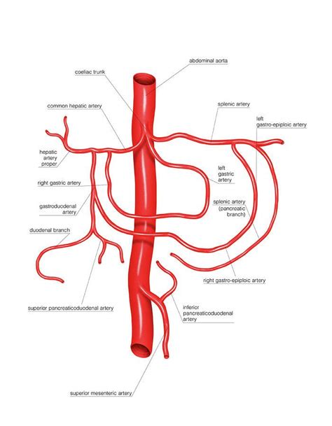 anatomy photograph coeliac trunk  asklepios medical atlas arteries