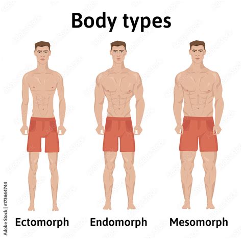 The Body Types Ectomorph Mesomorph And Endomorph