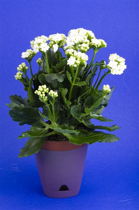 Potted Kalanchoe Plant Blooming With White Flowers Stock Image Image