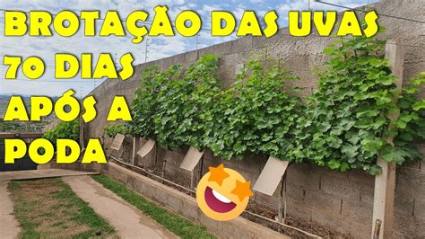 Lindas Brota Es Veja Como Est O As Nossas Uvas Dias Ap S A Poda