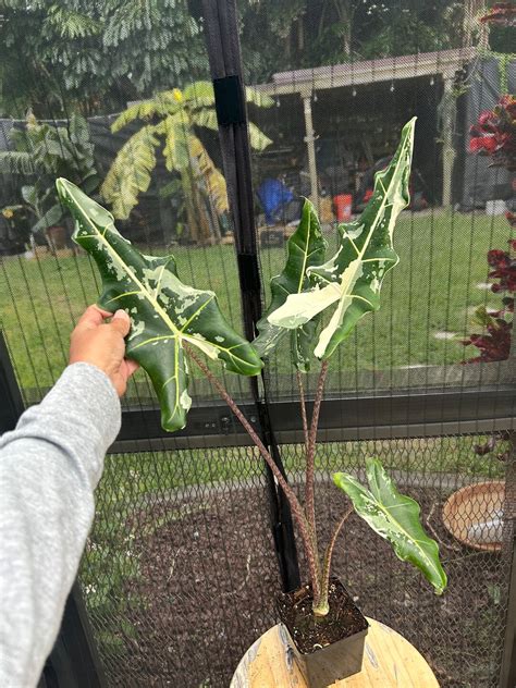 Alocasia Variegated Sarian Etsy