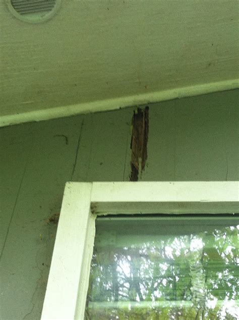 Termite Damage To Siding Archives Slug A Bug Inc