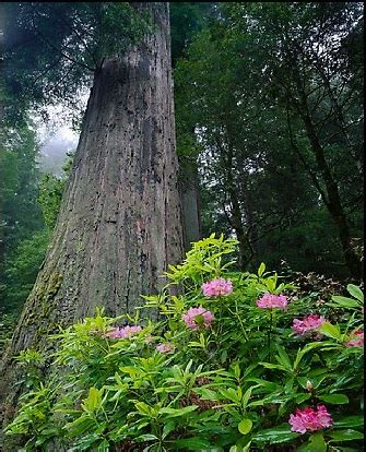 Temperate Rainforest Biome Plants