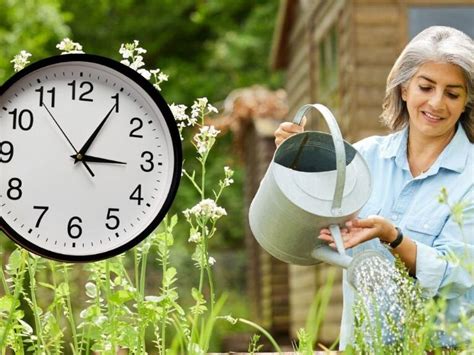 Descubre Cuál Es La Hora Ideal Para Regar Tus Plantas