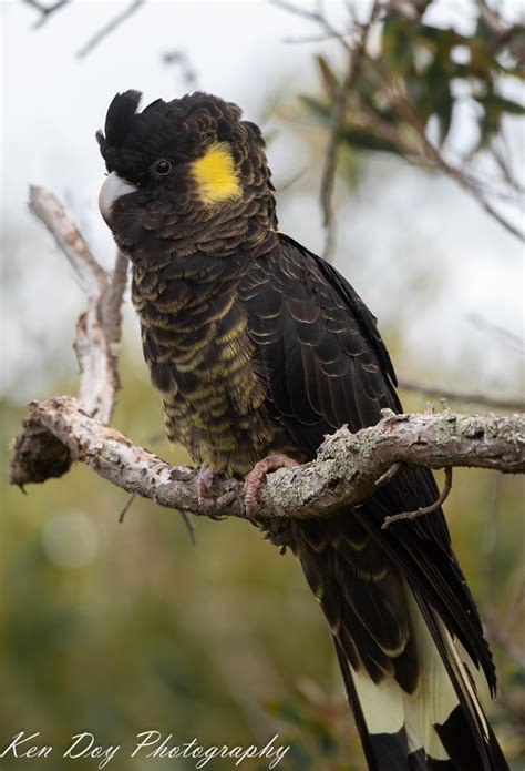 Yellow Tailed Black Cockatoo F Birdforum