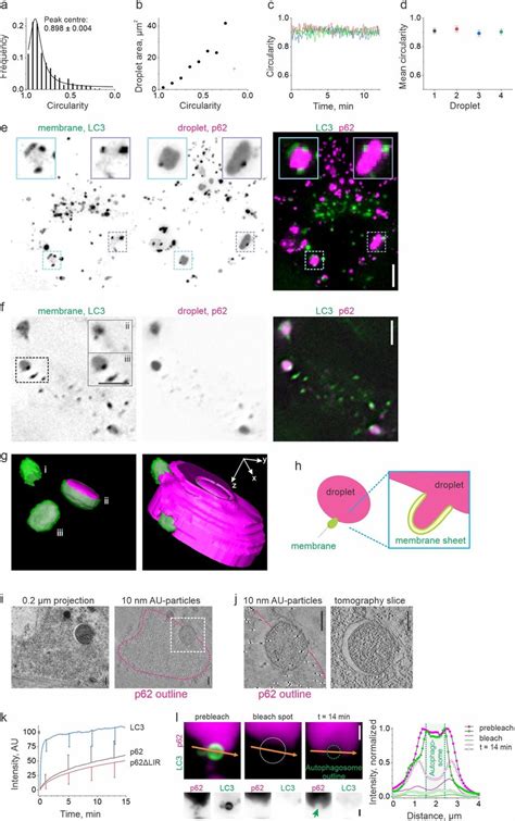 Lc3 Positive Membranes Associate With And Deform P62 Droplets A P62