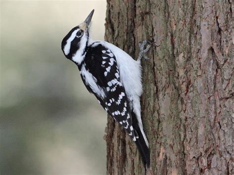 Downy Woodpecker Male And Female