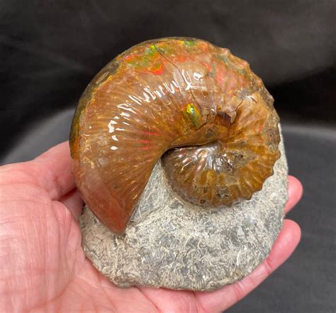 Fossilized Ammonite Complete Specimen Matagrande Al Gov Br