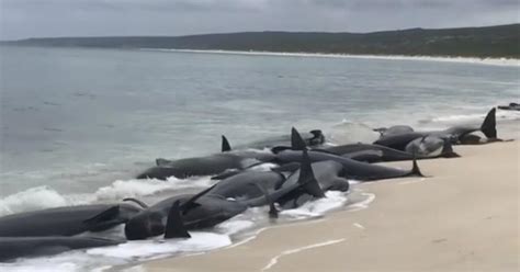 Muere La Mitad De M S De Ballenas Varadas En Australia Mundo La