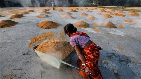 India S Rice Export Ban Could Push Worldwide Decade High Prices Up