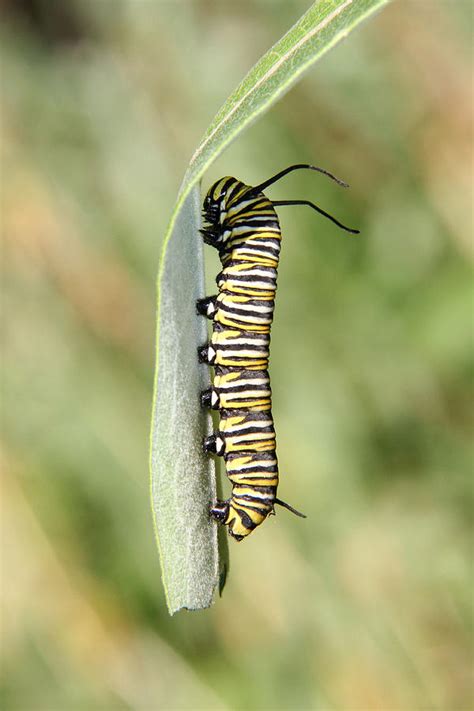 Monarch Caterpillar Photograph By Doris Potter Pixels