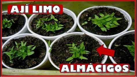 Aprende A Sembrar Y Trasplantar Alm Cigos Semilleros De Aj Limo