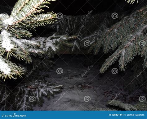 Snow on pine trees stock image. Image of glowing, climate - 108421441